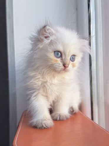 Кошки: Британская, Самец