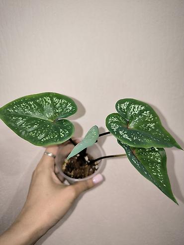цветы каракол: В наличии Каладиумы (Caladium) с Тайланда. Яркие расцветки. Недорого — 5