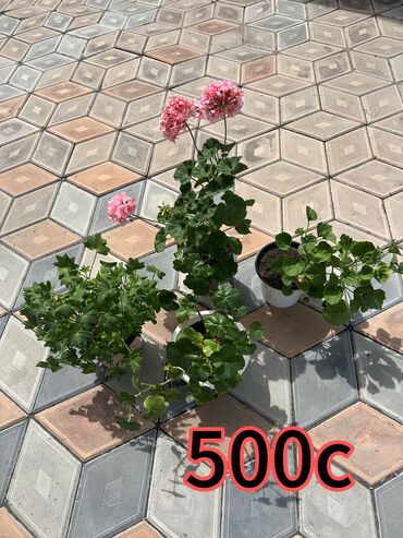 комнатные растения цветы: Сортовые пеларгонии за 500с