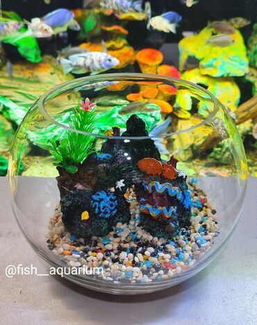 рыба малки: Круглый аквариум 3 литра с дизайном. Прекрасен на подарок детям, в