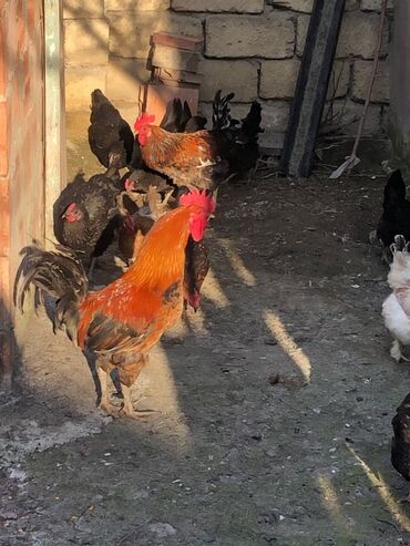 barter toyuq: Toyuq, Damazlıq, Ödənişli çatdırılma