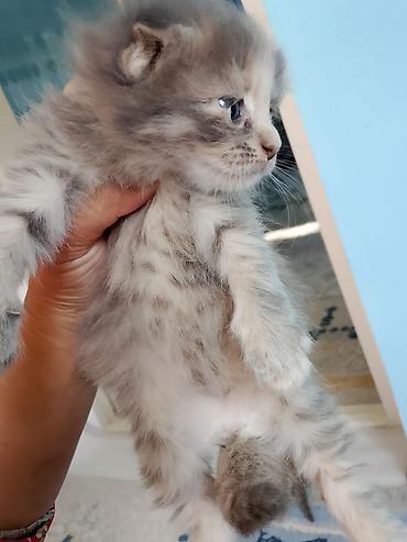 кошки сиамская: Котята, домашние, ручные Описание: - Очаровательные малыши с голубыми — 7