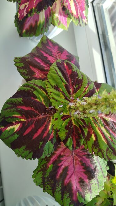 Герани и пеларгонии: Колеус (плектрантус скумариновый) с эффектной вариегатной листвой — 10