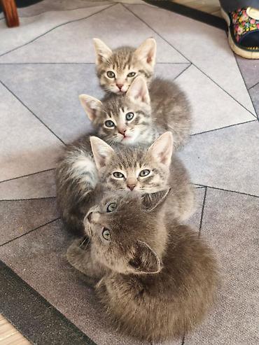 кошка ххх: Отдам котят в добрые руки. Приученык лотку, кушают самостоятельно — 1