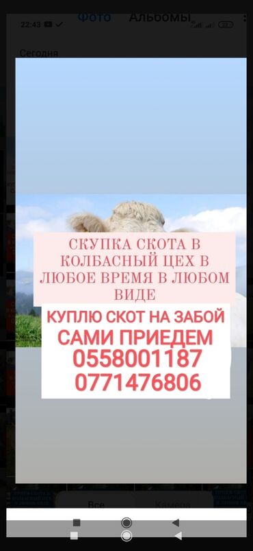 Животные: Куплю | Коровы, быки, Лошади, кони, Другие с/х животные | Круглосуточно, Любое состояние, Забитый
