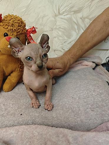 sfinks satilir: Котенок сфинкс эльф .мальчик 3 месяца — 3