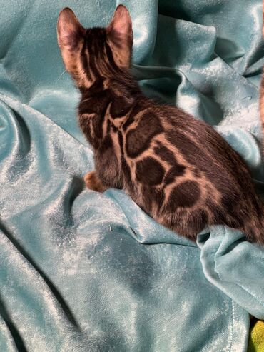 Продажа кошек: Бенгальская, 2 месяца, Девочка, Шоколадный, Приучена к лотку, Проглистована, С документами — 2