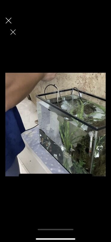купить аквариум для рыбок недорого: Продается аквариум 40 литров. Со всеми принадлежностями. Фильтр