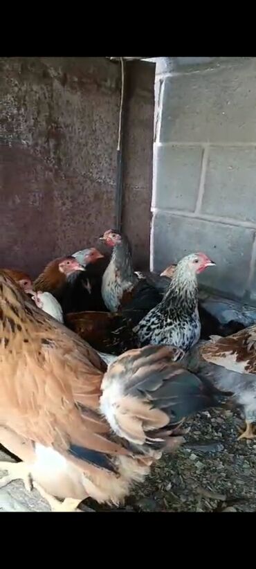 голуби птицы животный: На продажу домашние цыплята вылупились 8-марта цена 350сом количество