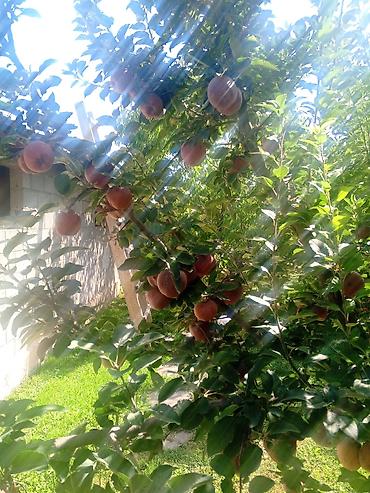 Продажа коттеджей и домов: Дом совхоз ала тоо с ремонтом,кондиционер,отопление комбинированный,3 — 17