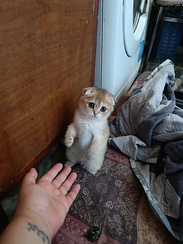 Кошки: Золотая шиншилла, Самка — 1