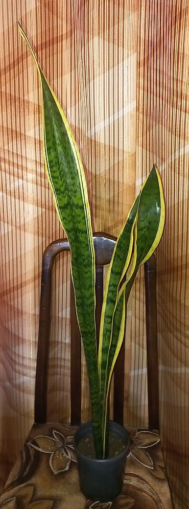 roza: Sansevieria trifasciata ‘Laurentii’ 75 - 90 см.(Qaynana dili) – — 1