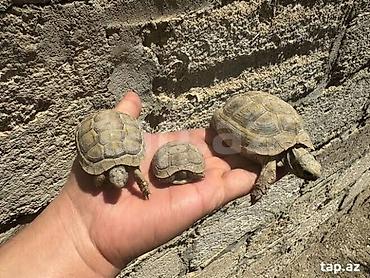heyvan sekilleri yukle: Quru tısbağalar – 3dişi 2erkəydi,hamısın alana təkini 20m — 1