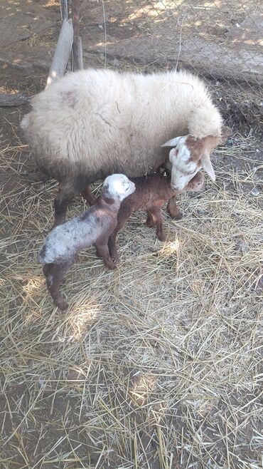 Коровы, быки: Ekiz balalı qoyun balaları iksidə erkəkdi