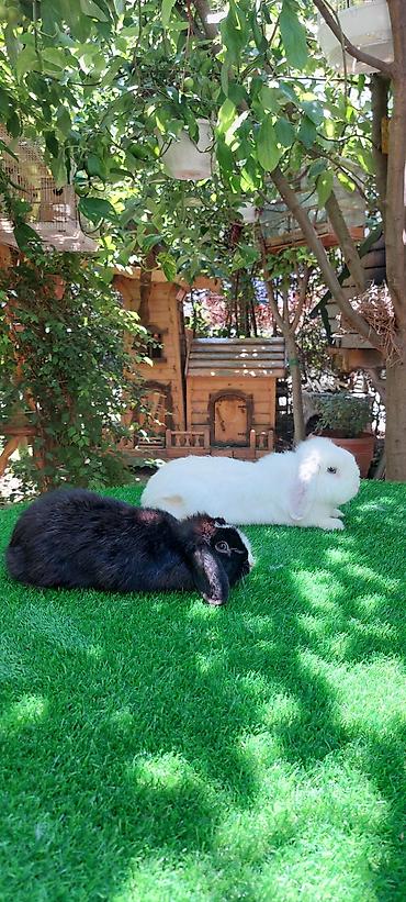 angora pişik: Angora tipli dekorativ dovşanlar - Uzun, yumşaq və tüklü yun örtüyü — 5