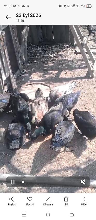 bildirçin eti: Produkt: Ördek sürüsü (ferma üçün) Təsvir: - Bir neçə baş — 2