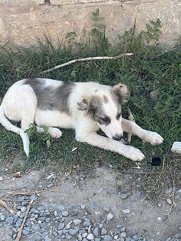 doyuş iti: Məhsul: Gənc itlər (2 baş) Bag evi olanlar ucun, dishi tula, aktiv — 1