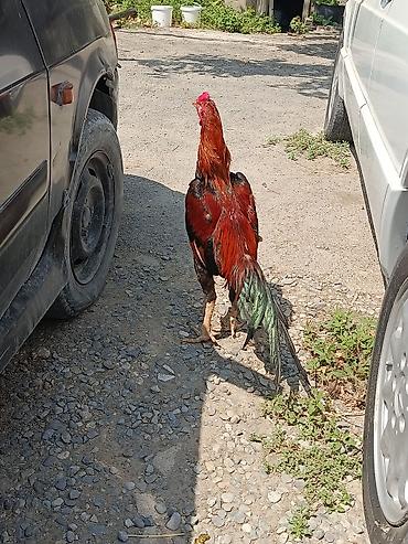rotweiller: 11 Aylıq becədi tayına heyvan gətirib yoxlaya bilərsiz qiymətdə — 3