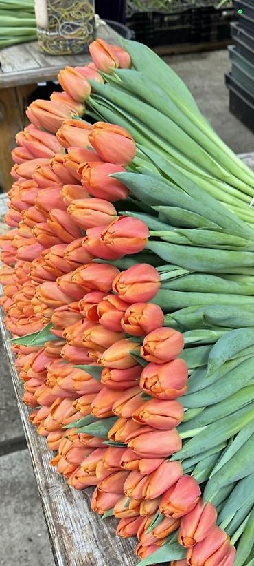 Другие комнатные растения: ОПТОМ Цикламен в горшке — комнатное цветущее растение. Описание: - — 10