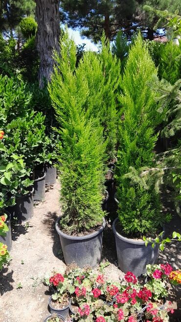 Toxumlar: Qazon satışı təbii və süni Qazonlarımız satışda mövcuddur təbii — 5