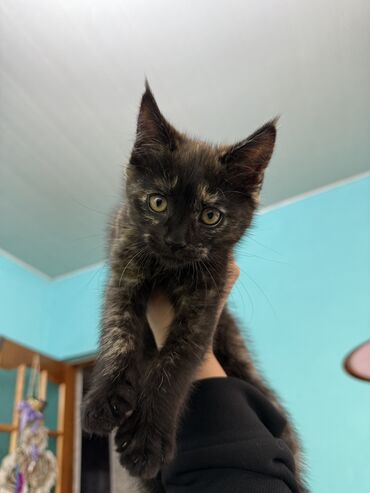 отдам даром вислоухого котенка: 2 месяца, Девочка