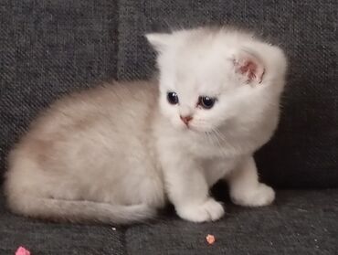 Продажа кошек: Скотиш Страйт (Шотландская прямоухая), 1 месяц, Мальчик, Серебристая шиншилла, Приучена к лотку, Проглистована