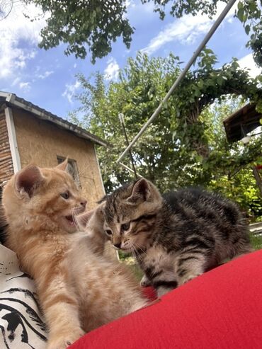 Кошки: Манчкин, 1 месяц, Мальчик, Рыжий