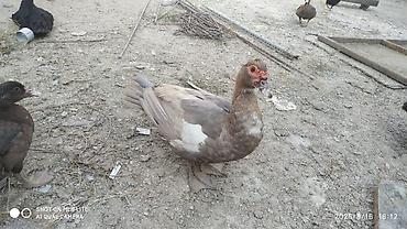 barter xoruz: Salam teserufatda her sort lal ordeylerimiz var 5 gunlukden 1 iline — 2