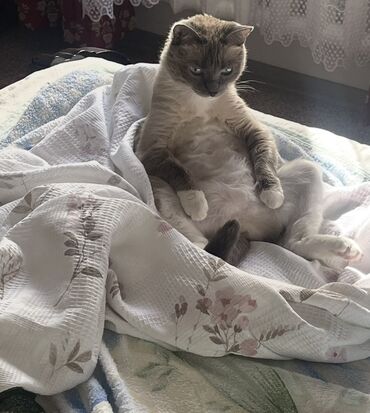 Отдам даром кошку: Кошка даром: Сиамская, Девочка, Приучена к лотку — 4