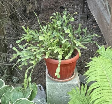 морской виноград бишкек: Декабрист