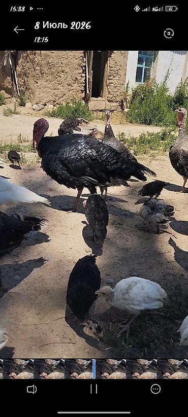 собаки афчарка: Продаю | Индюшата — 3
