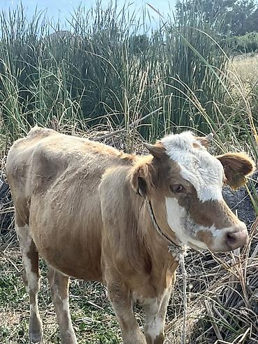 bakida cins ineklerin satisi: Dana, buzov, Dişi, ay: 1, 120 kq, Damazlıq — 1