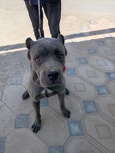 cane corso yavru: Kane-Korso, 10 ay, Erkək — 1