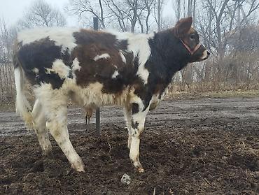 Коровы, быки: Продаю | Музоо, торпок | Полукровка | На откорм | Привязанные — 4
