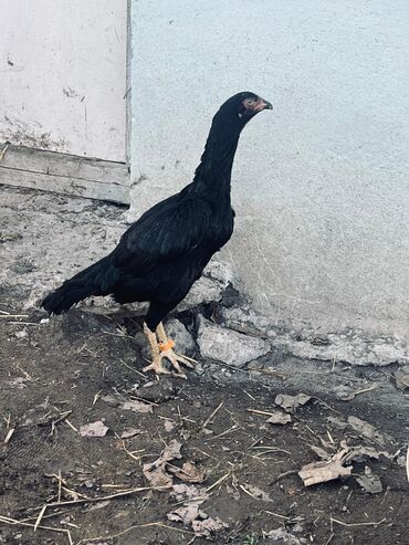 Cücələr: Toyuq cücələri, Damazlıq — 8