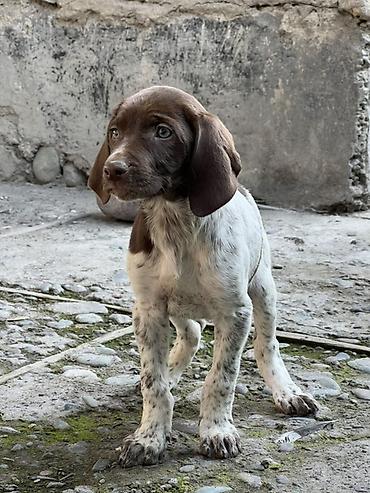 Продажа собак: Продаются щенки курцхаара. Дата рождения: 12 января 2026 г. Порода — 6