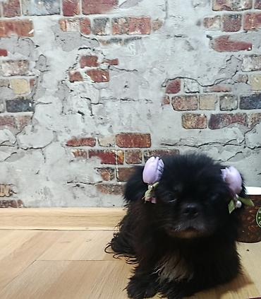 pekines itler: Pekines, Dişi — 4