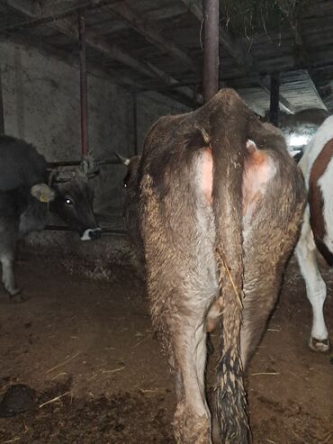 сколько длится беременность коровы: Продаю | Корова (самка) | На откорм | Привязанные