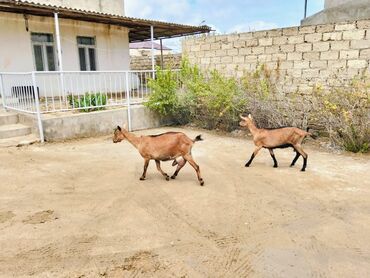 Alpin 3 de dişidi 3u bir yerde 2600
