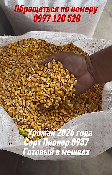 сары булун: Кукуруза, сорт Пионер 0937. Урожай 2026 года. Зерно очищенное, сухое — 1