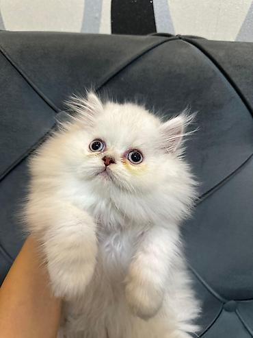 Pişiklər: Şotland yastı qulaq, Erkək, Dişi, Yaxşı əllərə, Ödənişli çatdırılma, Pulsuz çatdırılma, Ünvandan götürmə — 8