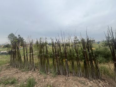саженцы кокон гилас: Саженцы деревьев