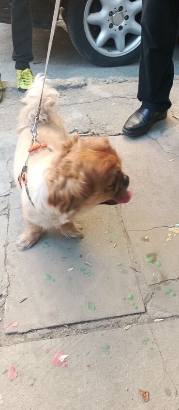 İtlər: Pekines, 5 ay, Erkek, Cütləşmə üçün, Ünvandan götürmə, Pulsuz çatdırılma