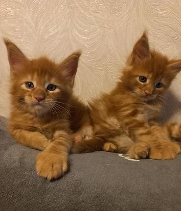 Продажа кошек: 🐾🐈Предлагаются к ранней брони очаровательные котята мейн-кун — 6