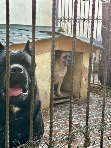 İtlər: Kane-Korso — 29