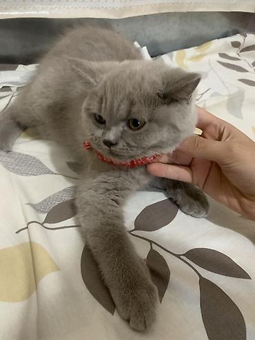 кошки сиамская: Скотиш Фолд (Шотландская вислоухая), 3 месяца, Девочка, Серый — 7
