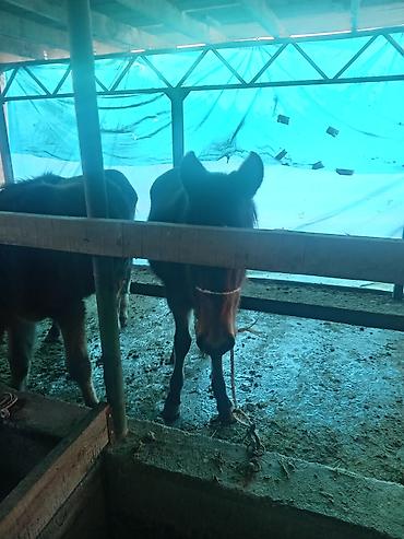 Лошади, кони: Продаю | Жеребенок | Для разведения — 7