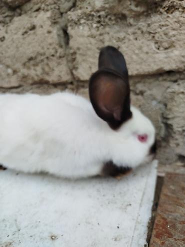 Dovşanlar: Kalfor dovsanlar temiz qan — 13