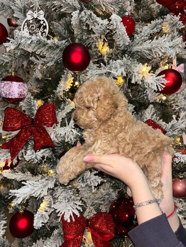 Psi: Pudla, rasa poznata po svojoj visokoj inteligenciji, eleganciji i na lalafo.rs — 11 Psi: Pudla, rasa poznata po svojoj visokoj inteligenciji, eleganciji i — 11