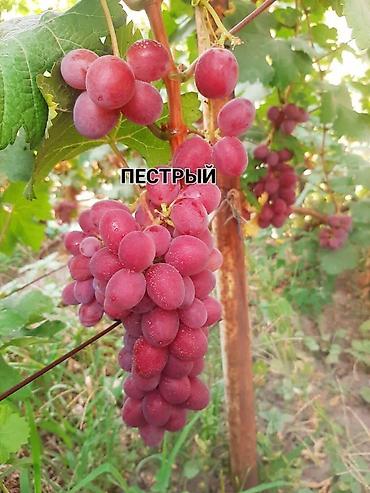 Виноград: НОВИНКИ СЕЛЕКЦИИ ВИНОГРАДА ПРЕМИАЛЬНОГО УРОВНЯ ! ДОМАШНИЙ СЛАДКИЙ — 22